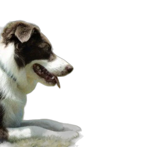 animal, creature, staff, photorealistic, oil painting, 3d render, concept art, young transparent PNG cut-out