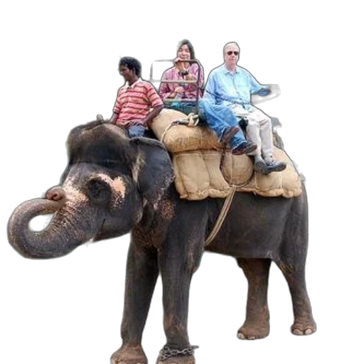 animal, staff, concept art, three, people, ride, elephant, park transparent PNG cut-out
