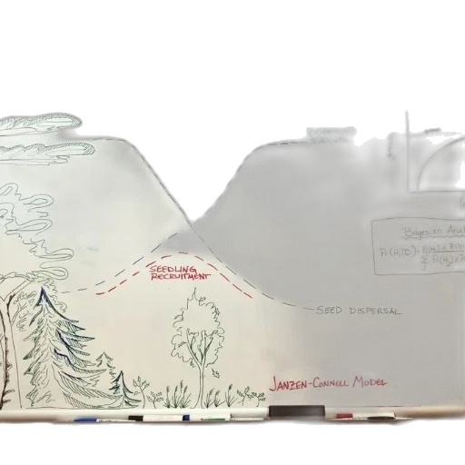 concept art, forest, fog, underwater, whiteboard, diagrams, illustrating, seed transparent PNG cut-out