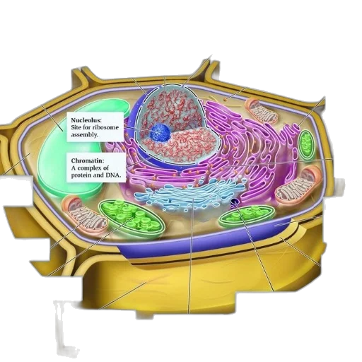 food, detailed, diagram, animal, cell, showcasing, various, organelles transparent PNG cut-out