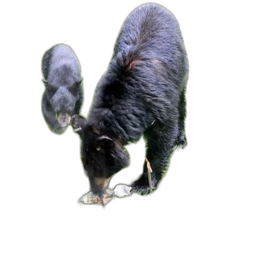 animal, creature, staff, hair, 3d render, photorealistic, concept art, underwater transparent PNG cut-out