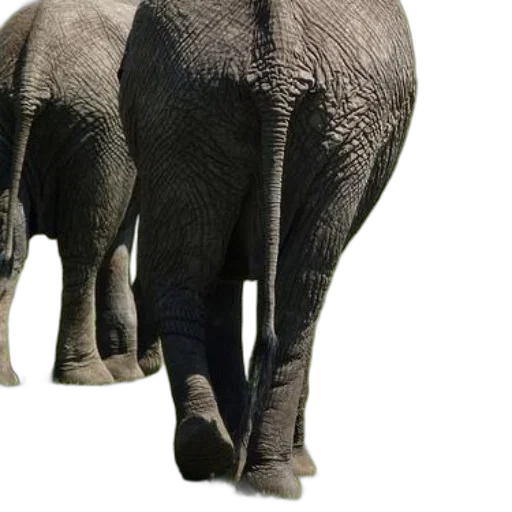 animal, creature, umbrella, weapon, photorealistic, 3d render, concept art, two transparent PNG cut-out