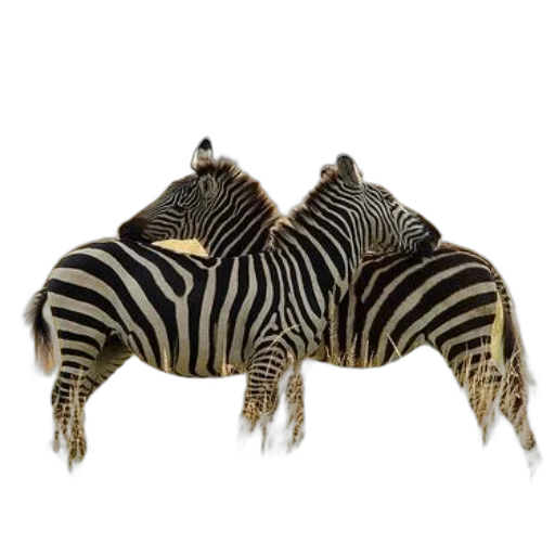 jewelry, animal, shoes, crown, 3d render, photorealistic, two, zebras transparent PNG cut-out