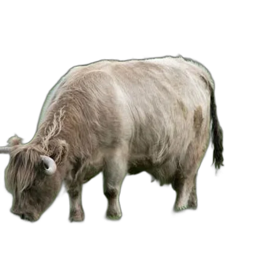animal, creature, hair, staff, photorealistic, concept art, 3d render, large transparent PNG cut-out