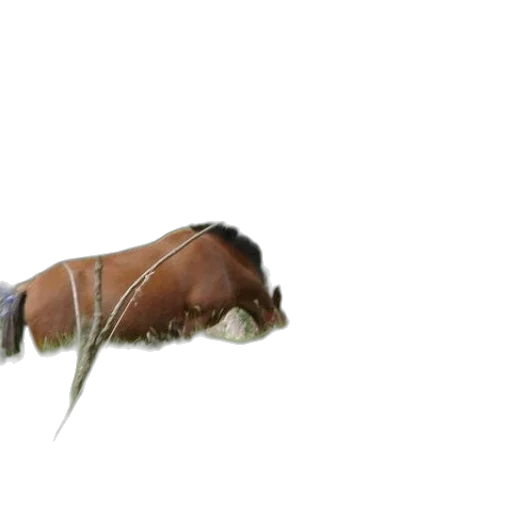 animal, creature, shoes, hair, 3d render, photorealistic, concept art, underwater transparent PNG cut-out