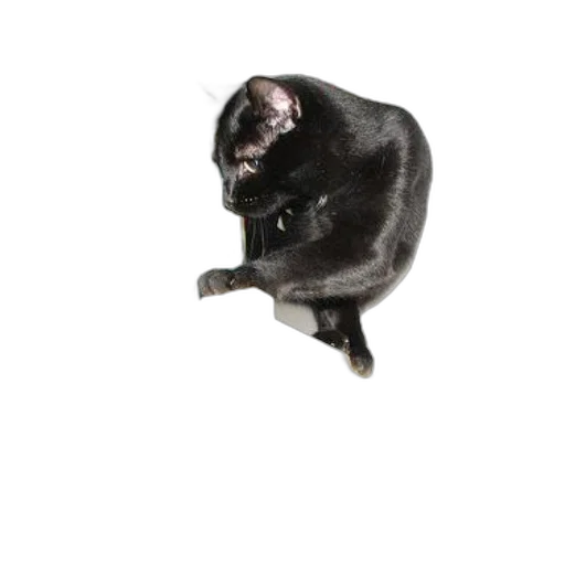 animal, staff, creature, jewelry, photorealistic, 3d render, concept art, dark transparent PNG cut-out