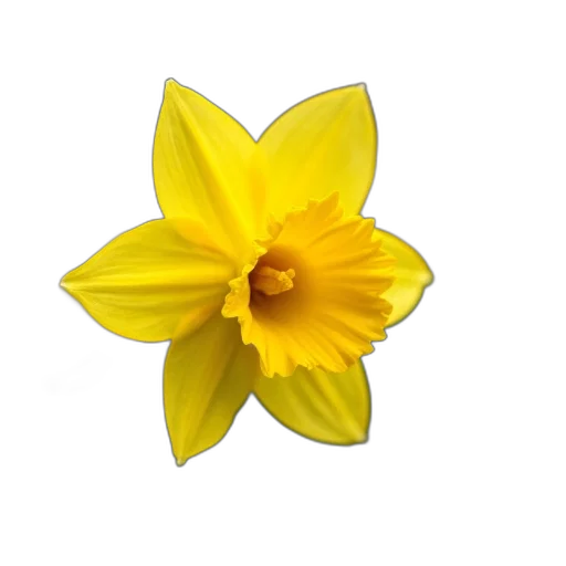 flower, crown, jewelry, staff, photorealistic, 3d render, pixel art, oil painting transparent PNG cut-out
