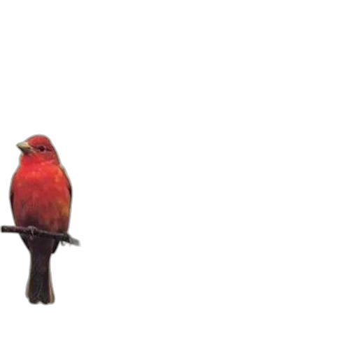 animal, creature, crown, staff, 3d render, pixel art, concept art, photorealistic transparent PNG cut-out