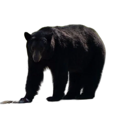 animal, staff, creature, weapon, concept art, 3d render, photorealistic, black transparent PNG cut-out