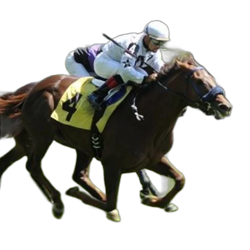 animal, photorealistic, jockey, horseback, races, down, track, during transparent PNG cut-out