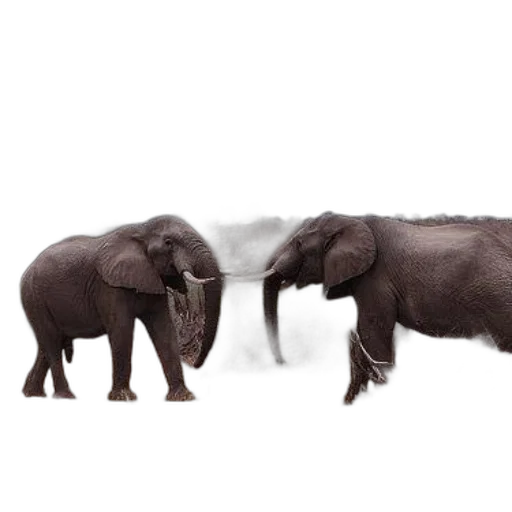 animal, creature, hair, concept art, 3d render, photorealistic, two, elephants transparent PNG cut-out