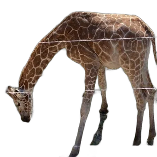 animal, creature, staff, shoes transparent PNG cut-out