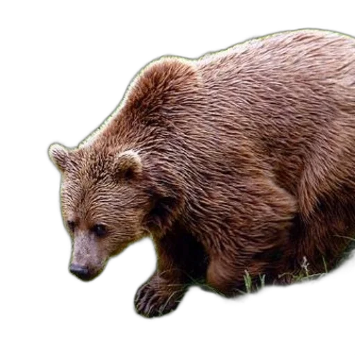 animal, creature, staff, food, photorealistic, concept art, 3d render, pixel art transparent PNG cut-out