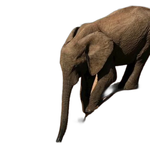animal, creature, staff, weapon, 3d render, concept art, photorealistic, majestic transparent PNG cut-out
