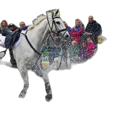 animal, staff, photorealistic, snow, horse, rider, splash, through transparent PNG cut-out