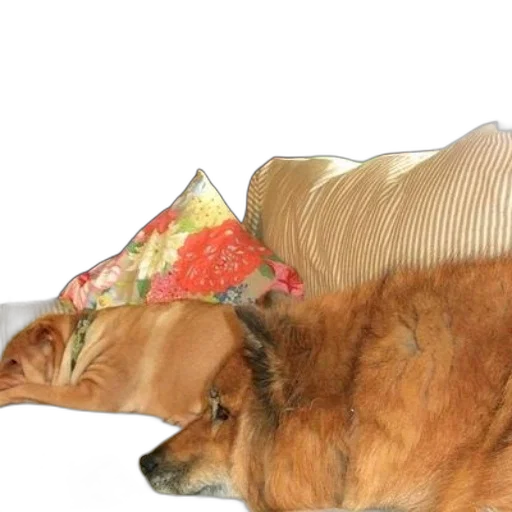 hat, umbrella, furniture, animal, photorealistic, 3d render, vaporwave, golden transparent PNG cut-out