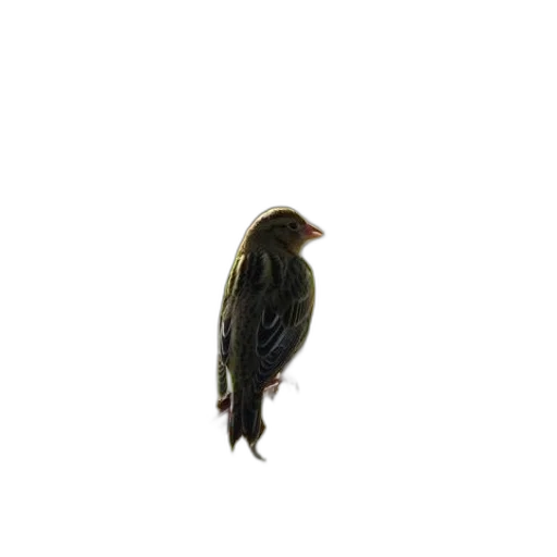 animal, hair, creature, staff, 3d render, photorealistic, oil painting, concept art transparent PNG cut-out