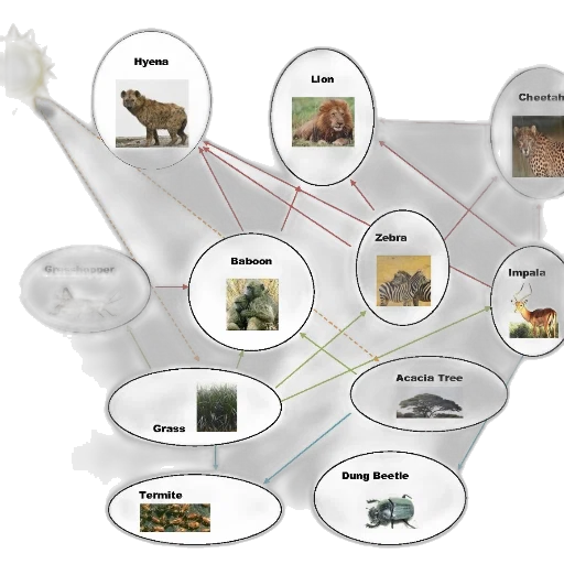 food, web, diagram, showing, various, animals, plants, including transparent PNG cut-out