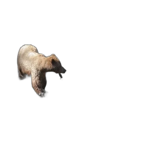 animal, hair, creature, staff transparent PNG cut-out