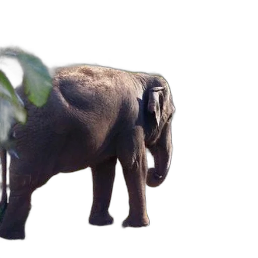 animal, creature, weapon, staff, 3d render, photorealistic, concept art, forest transparent PNG cut-out