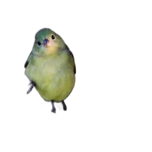 animal, creature, staff, food transparent PNG cut-out