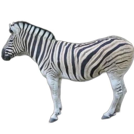 animal, creature, furniture, 3d render, concept art, photorealistic, monochrome, zebra transparent PNG cut-out