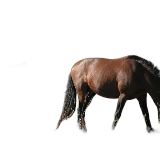 animal, hair, creature, weapon transparent PNG cut-out