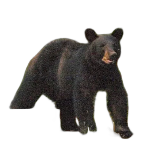 animal, creature, staff, weapon, concept art, 3d render, photorealistic, black transparent PNG cut-out