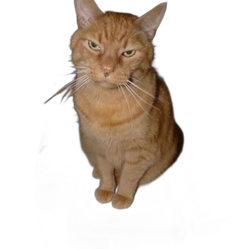 staff, animal, creature, face, photorealistic, 3d render, orange, cat transparent PNG cut-out