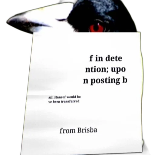 animal, creature, hat, food, black, white, bird, red transparent PNG cut-out