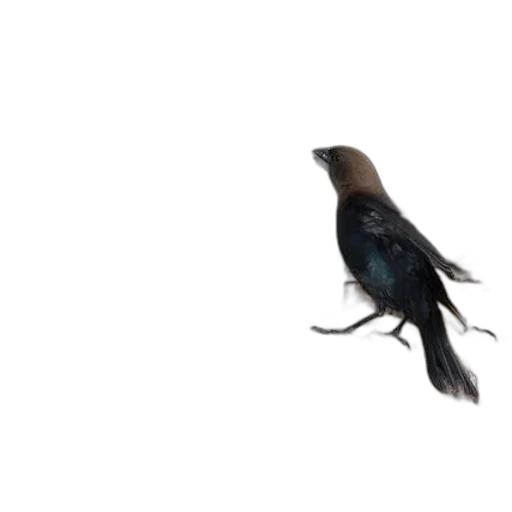 animal, creature, hair, staff, 3d render, photorealistic, concept art, blue transparent PNG cut-out