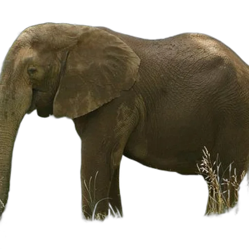 animal, creature, staff, weapon, photorealistic, concept art, 3d render, majestic transparent PNG cut-out