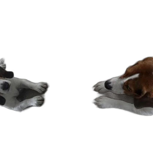 shoes, animal, mask, jewelry, 3d render, photorealistic, concept art, dog transparent PNG cut-out