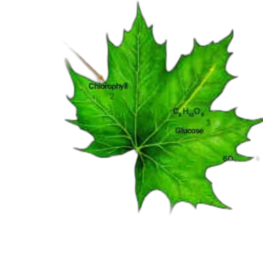 tree, crown, umbrella, flower, photorealistic, 3d render, green, earth tones transparent PNG cut-out