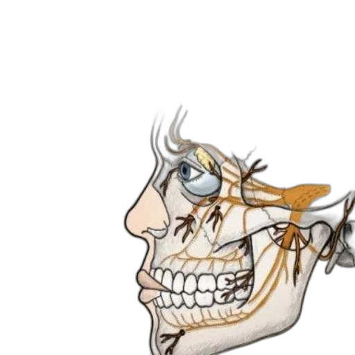 face, mask, crown, staff, concept art, photorealistic, cartoon, 3d render transparent PNG cut-out