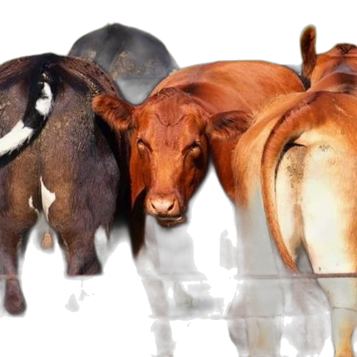 animal, photorealistic, concept art, 3d render, group, cows, including, one transparent PNG cut-out