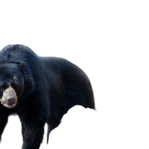 animal, creature, concept art, 3d render, photorealistic, two, black, bears transparent PNG cut-out