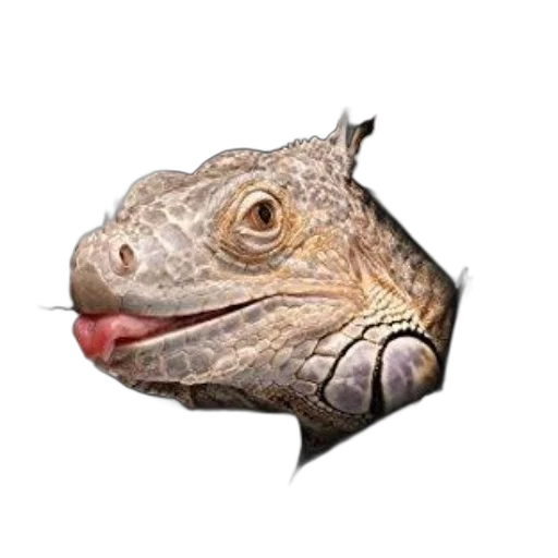 dragon, animal, creature, face, photorealistic, concept art, 3d render, pixel art transparent PNG cut-out