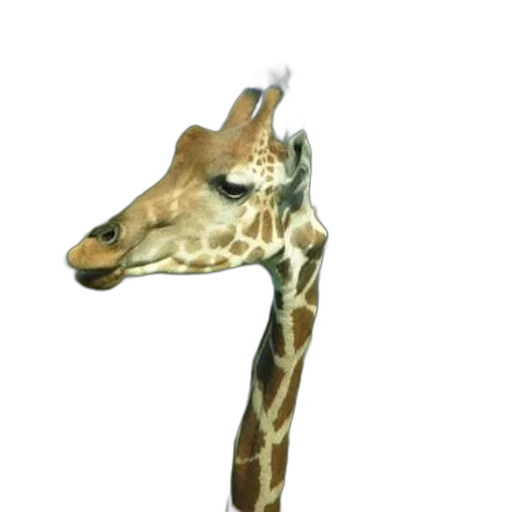 animal, staff, mask, shoes, 3d render, photorealistic, concept art, giraffe transparent PNG cut-out