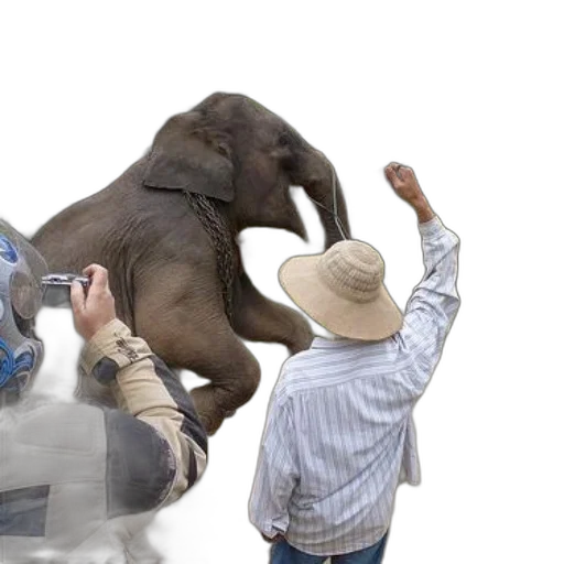 animal, hat, creature, person, striped, shirt, feeding, elephant transparent PNG cut-out