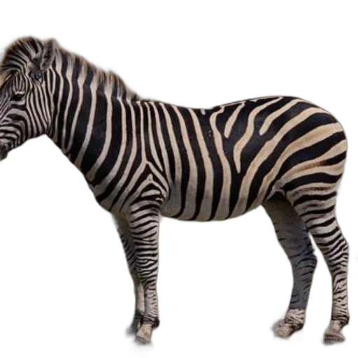 animal, creature, staff, furniture transparent PNG cut-out