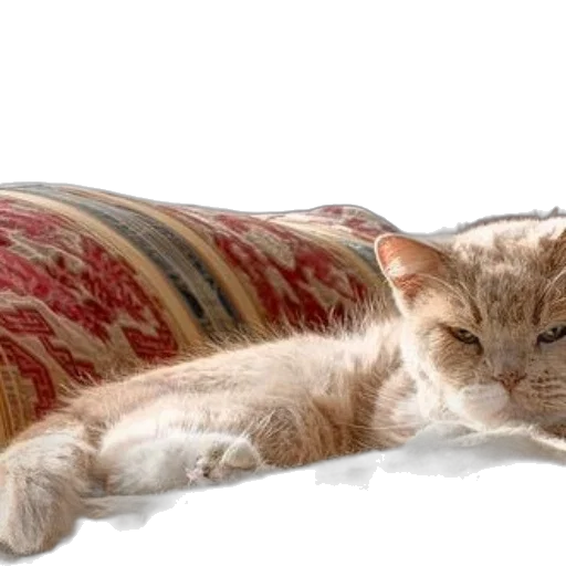 furniture, animal, staff, photorealistic, 3d render, fluffy, cat, lounges transparent PNG cut-out
