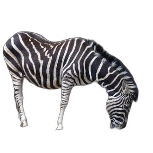 animal, creature, furniture, jewelry, 3d render, photorealistic, concept art, watercolor transparent PNG cut-out