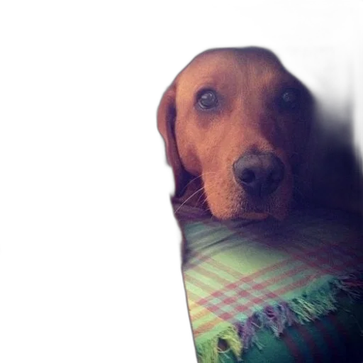 animal, creature, face, staff, photorealistic, brown, dog, sitting transparent PNG cut-out