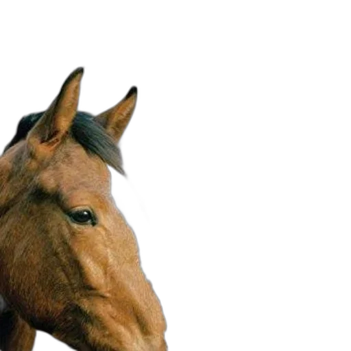 animal, hat, staff, creature, photorealistic, 3d render, cover, veterinary transparent PNG cut-out