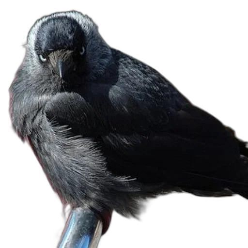 animal, staff, face, creature, photorealistic, 3d render, dark, black transparent PNG cut-out