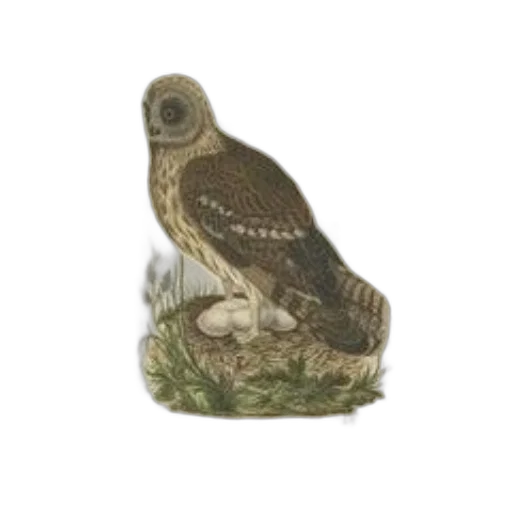 animal, staff, shoes, jewelry, photorealistic, 3d render, concept art, earth tones transparent PNG cut-out