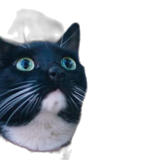 animal, face, creature, hat, 3d render, photorealistic, vaporwave, black transparent PNG cut-out