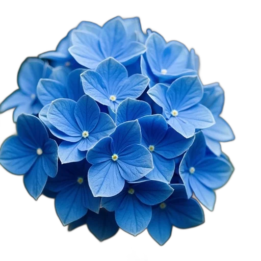 flower, crown, jewelry, hat, 3d render, photorealistic, blue, close-up transparent PNG cut-out