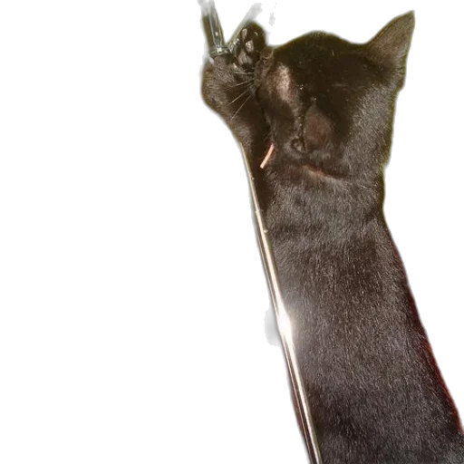 staff, animal, weapon, sword, photorealistic, 3d render, concept art, black transparent PNG cut-out